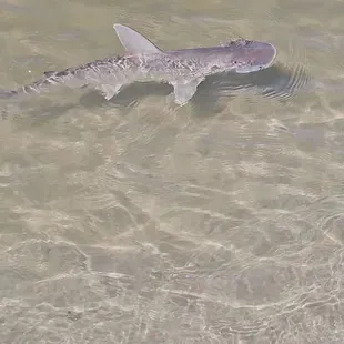 Visiting the shoreline on our visit was a little hammerhead
