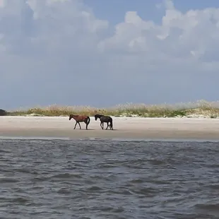 Wild horses on the beach.