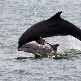 Yep -- you mightl see dolphins on the ferry ride to Amelia's Landing!