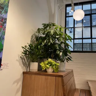 Plants in the corner