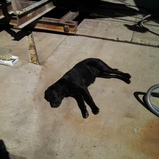 Cute yard dog taking a break from work