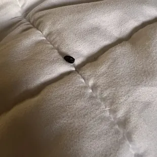 Rat poop on our bed