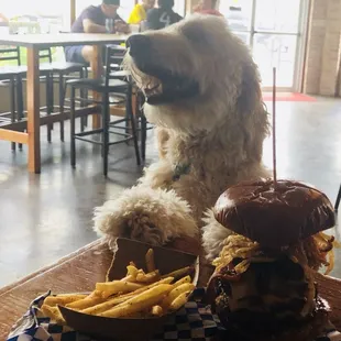 a dog sitting at a table with a hamburger and fries