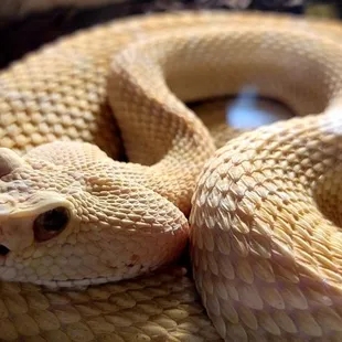 Albino rattler