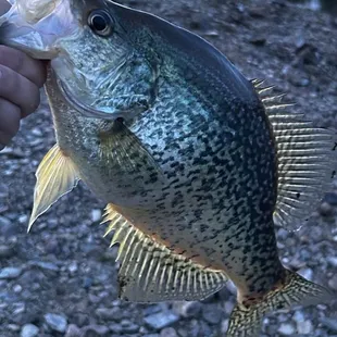 This is a nice black crappie caught from here. Catch and release.