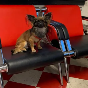 Find our mascot Scooter in our shop!