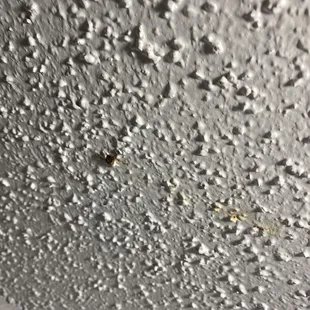 More bugs!