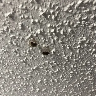 Bugs