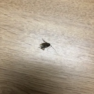 Cockroaches