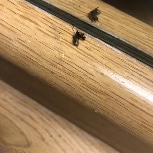 Cockroaches