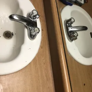 Cockroaches