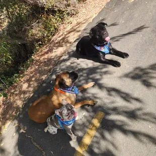 Took my dogs on a walk on the trail very cool. But be aware of the bike traffic  This is by Howe ave