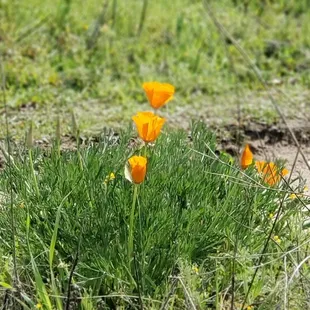 Lots of wildflowers near the American River Bike Trail