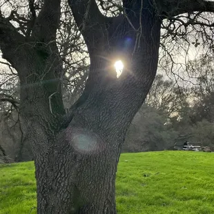 Green grass with the sun peeping through