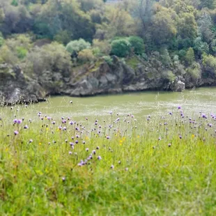 Lots of wildflowers near the American River Bike Trail