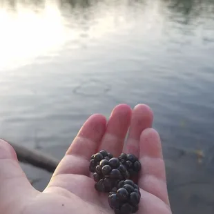 I found wild blackberries along the river!