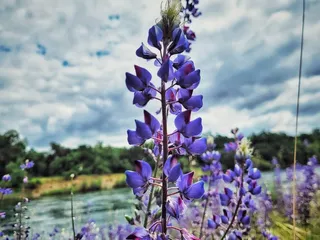 American River Parkway - Sacramento Bar