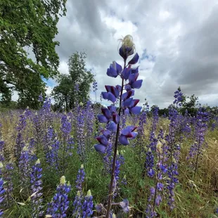 Lupine