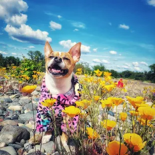Poppy... Was a rocky area to walk in.