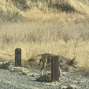 Coyote!!