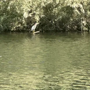 Another shot of green heron