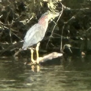 Green heron