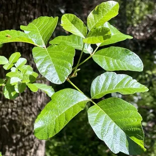 Watch out for the poison oak