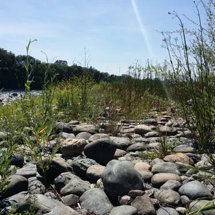North bank of American River heading west from the Hazel Ave bridge