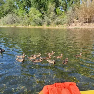 Lots of wildlife... ducklings everywhere