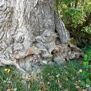 American River trails