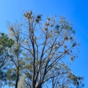 Birds nesting in a tree