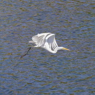 The stork I've chased all over the river lol