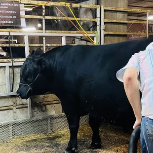 Black Angus before being shown