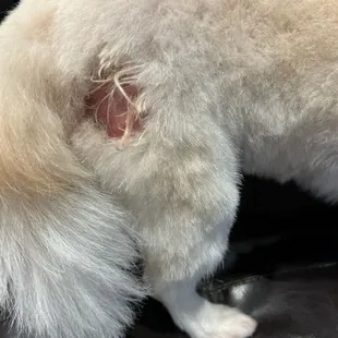 Mollys fur was gone all the way down to skin. They did not care or admit any fault. Molly has been whimpering in pain.