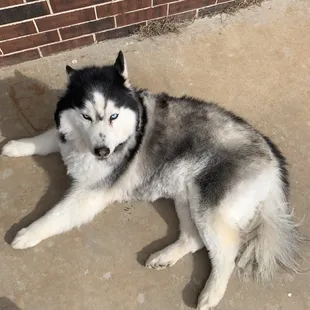 Tail is chopped off &amp; not brushed. fur is patchy and uneven practically shaved. His face is shaved and eyes are still dirty.