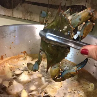 My crab begging for an extension on his life!
