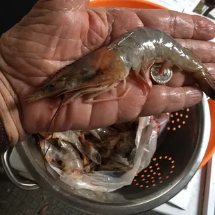 Whoa Nellie is that a baby shark