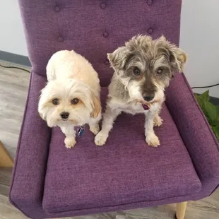 Adorable puppy greeters Martzi and Lily.