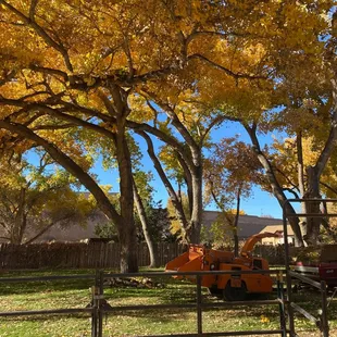 Cottonwoods all trimmed in back yard