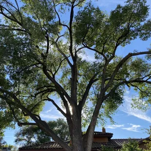 Large elm trim in North valley