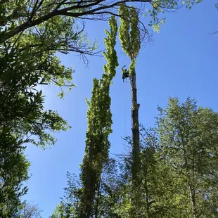 100' Lombardy polar removal in Jemez springs