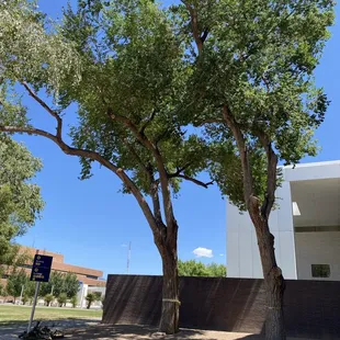 CNM campus beautiful elm trims