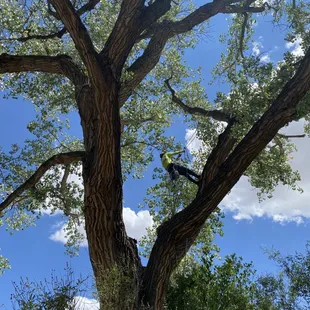 Large cottonwood trim in the North Valley