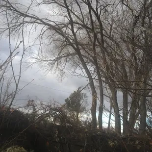 Before Daniel and crew trimmed our trees.