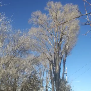These elms were so overgrown, but look at them now!