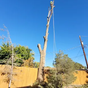 Large elm removal from highly experienced Daniel