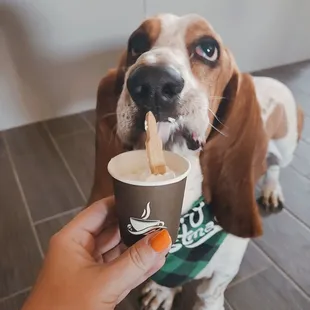 Pup cup with treat!