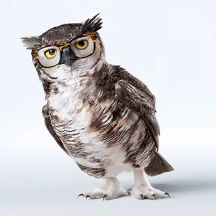 an owl wearing glasses