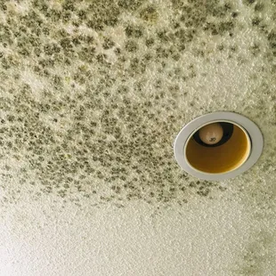 mold found on bathroom ceiling