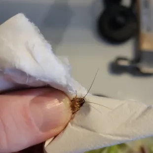 Roach on my salad with in the lettuce